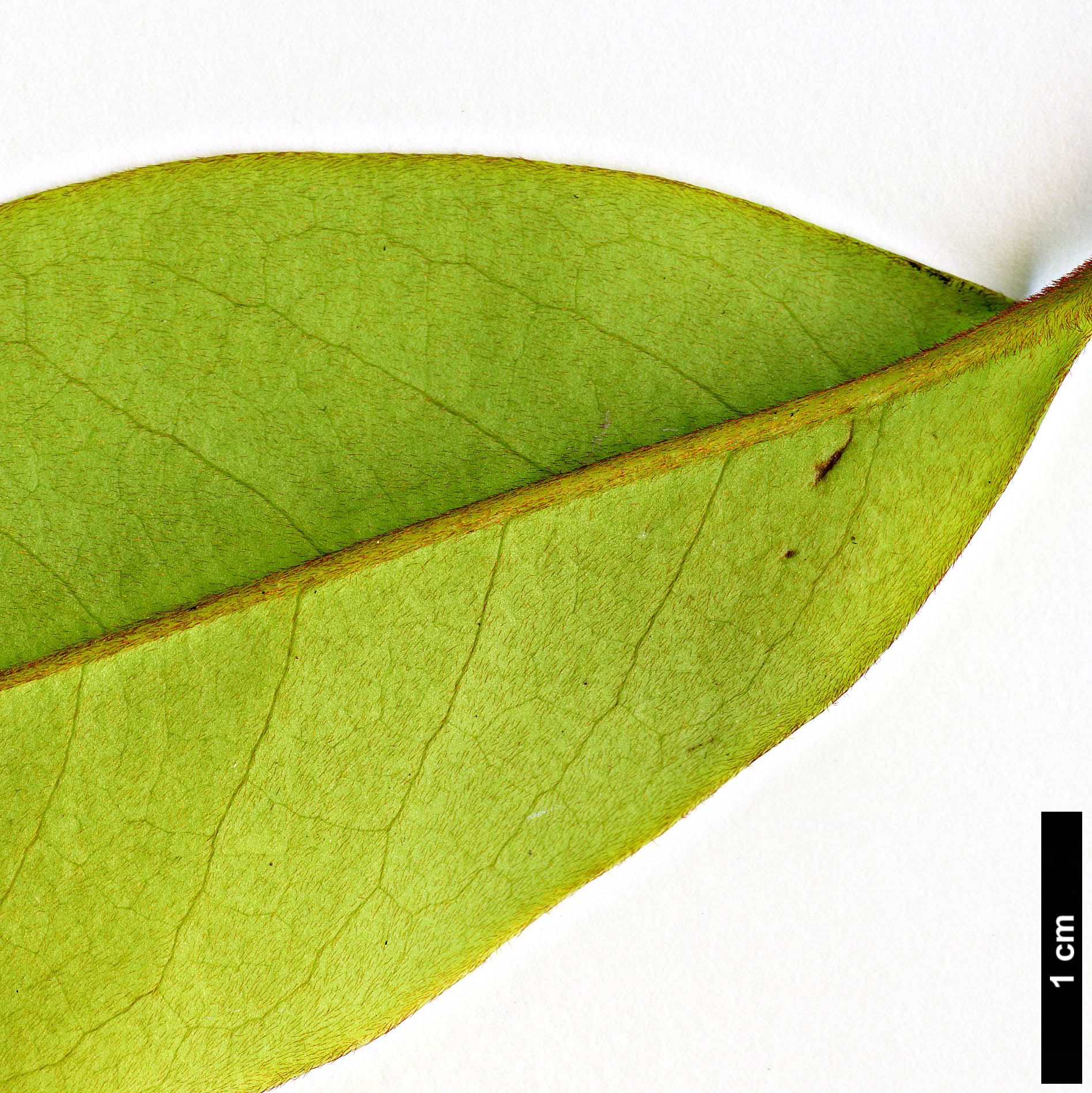 High resolution image: Family: Magnoliaceae - Genus: Magnolia - Taxon: ×foggii (M.doltsopa × M.figo)